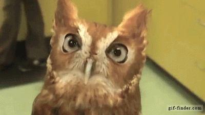 부엉이는 왜 머리를 까딱까딱거리며 위협하는걸까?.jpgif (데이터주의) | 인스티즈