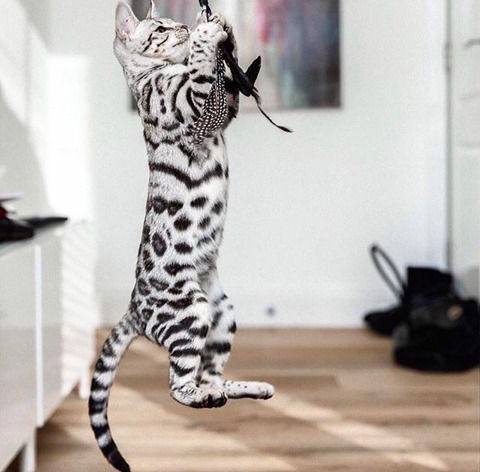 뱅갈 냥이🐱 | 인스티즈