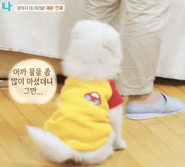 [마리와나] 아파트 뿌시고 싶게 귀여운 사모예드 4남매.gif | 인스티즈