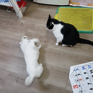 냥리자에 의해 규제된 댕댕입니다 | 인스티즈