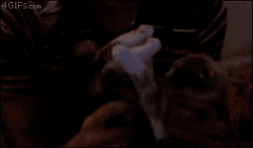 고양이 옥수수 | 인스티즈