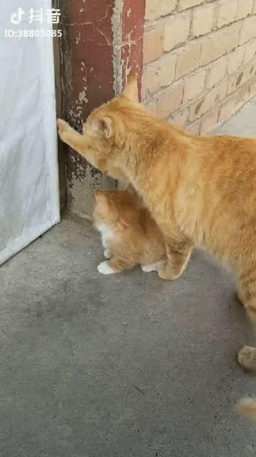 냥아치들보다 갓댕이가 더 우월한 이유.gif | 인스티즈