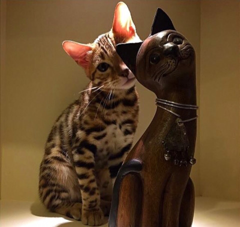 뱅갈 냥이🐱 | 인스티즈