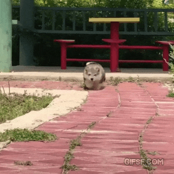 다리가 짧아 슬픈 짐승.gif | 인스티즈