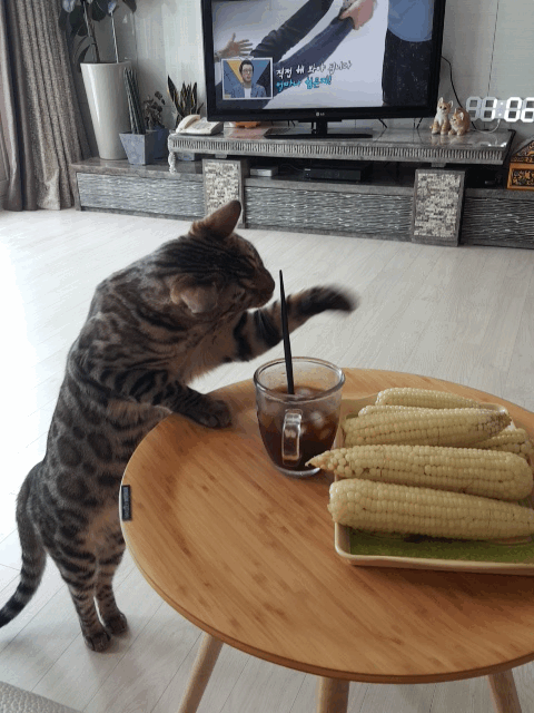 뱅갈 냥이🐱 | 인스티즈