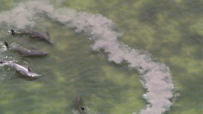 돌고래 지능에 대한 고찰.jpg | 인스티즈