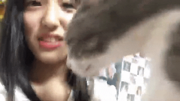 냥냥펀치 맞는 미우.gif | 인스티즈