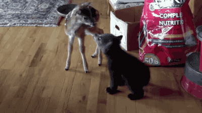 아기사슴과 아기곰.gif | 인스티즈