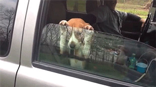 병원가는 강아지 | 인스티즈