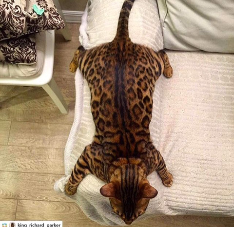 뱅갈 냥이🐱 | 인스티즈