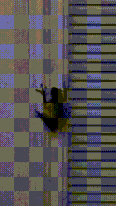 반딧불이 먹은 개구리 | 인스티즈