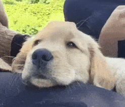 멍멍이 전원버튼 끄기 | 인스티즈