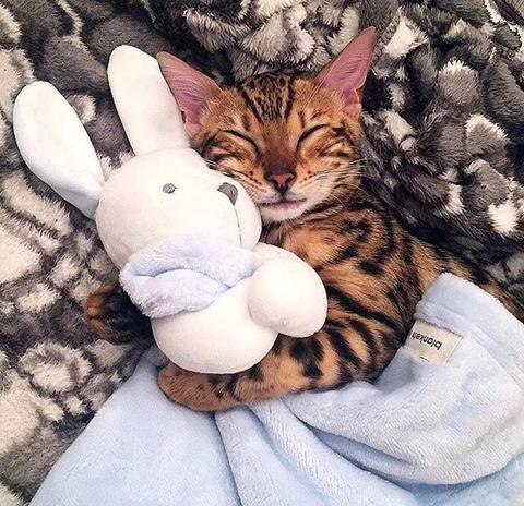 뱅갈 냥이🐱 | 인스티즈