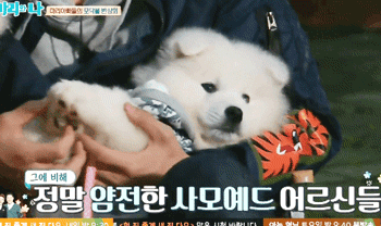 [마리와나] 아파트 뿌시고 싶게 귀여운 사모예드 4남매.gif | 인스티즈