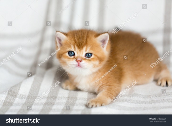 국내에는 거의 없다는 고양이 종류 | 인스티즈