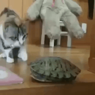 이게 뭐냥.gif | 인스티즈