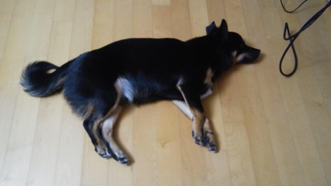 분양사기당한 우리집 막둥이가 자랑.jpg | 인스티즈