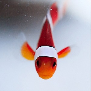 니모캐릭터 실제 물고기.jpg | 인스티즈