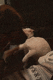 냥아치 제압하는 댕댕이.gif | 인스티즈