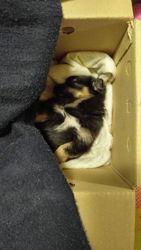 분양사기당한 우리집 막둥이가 자랑.jpg | 인스티즈