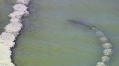 돌고래 지능에 대한 고찰.jpg | 인스티즈