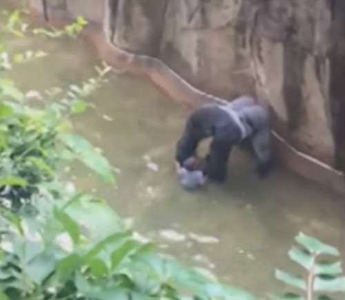 고릴라사살 과잉진압이다vs아니다 | 인스티즈