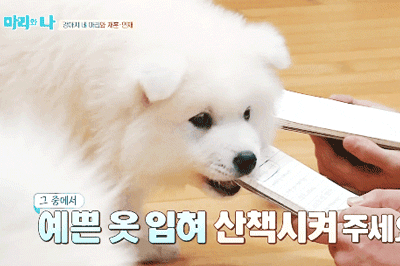 [마리와나] 아파트 뿌시고 싶게 귀여운 사모예드 4남매.gif | 인스티즈