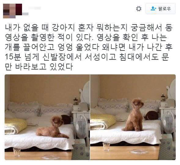 내가 집에 없을때 강아지는 | 인스티즈