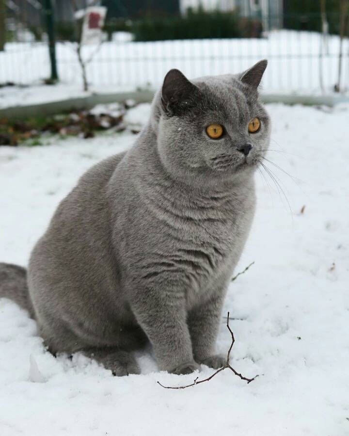 사람들이 많이 헷갈려하는 고양이 두종 | 인스티즈