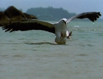 독수리의 사냥.gif | 인스티즈