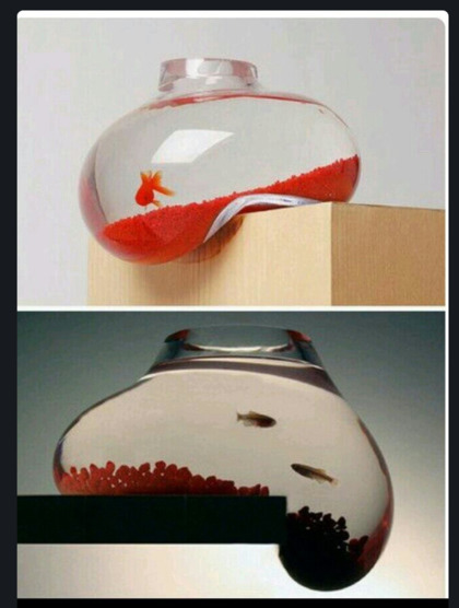 자꾸만 눈길이 가는 어항 디자인 | 인스티즈