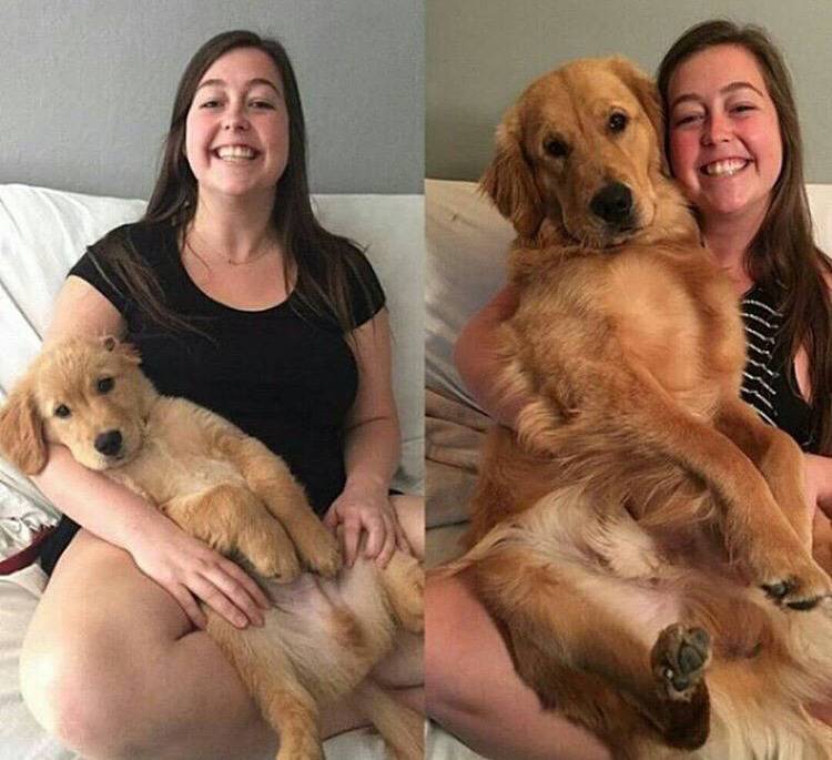 대형견의 매력❤️ (feat.성장과정) | 인스티즈