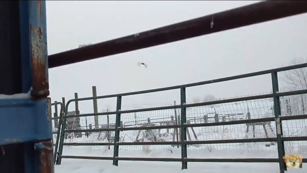 쇠파이프에 발이 얼어붙은 참새를 구해주는 할아버지 | 인스티즈