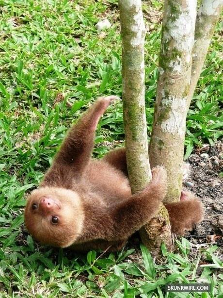 나무늘보의 귀여움에 대한 고찰.jpg | 인스티즈