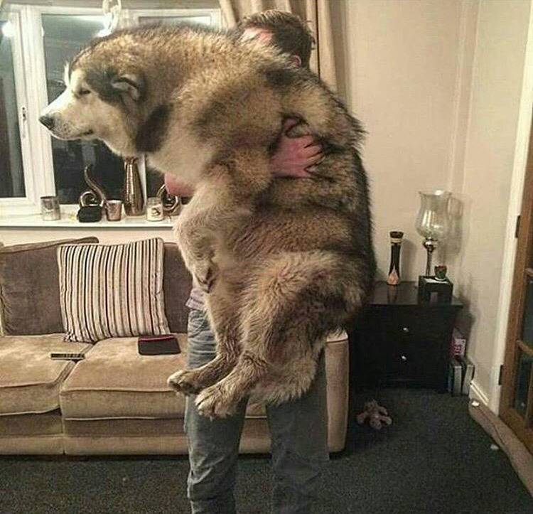 대형견의 매력❤️ (feat.성장과정) | 인스티즈