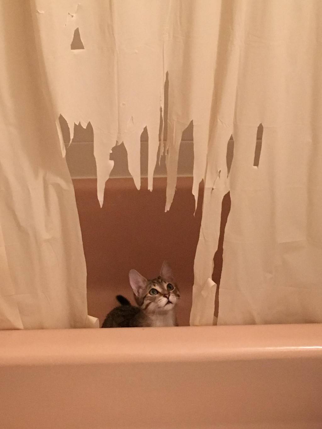 집사야 이게 왜 이렇냥? | 인스티즈