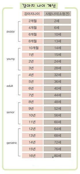 강아지 나이 계산 | 인스티즈