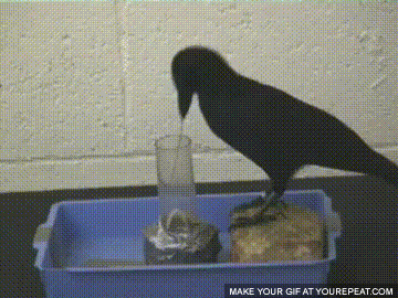 까마귀 지능 수준 | 인스티즈