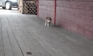 마굿간에서 자란 고양이...ㅇ＜-＜ | 인스티즈