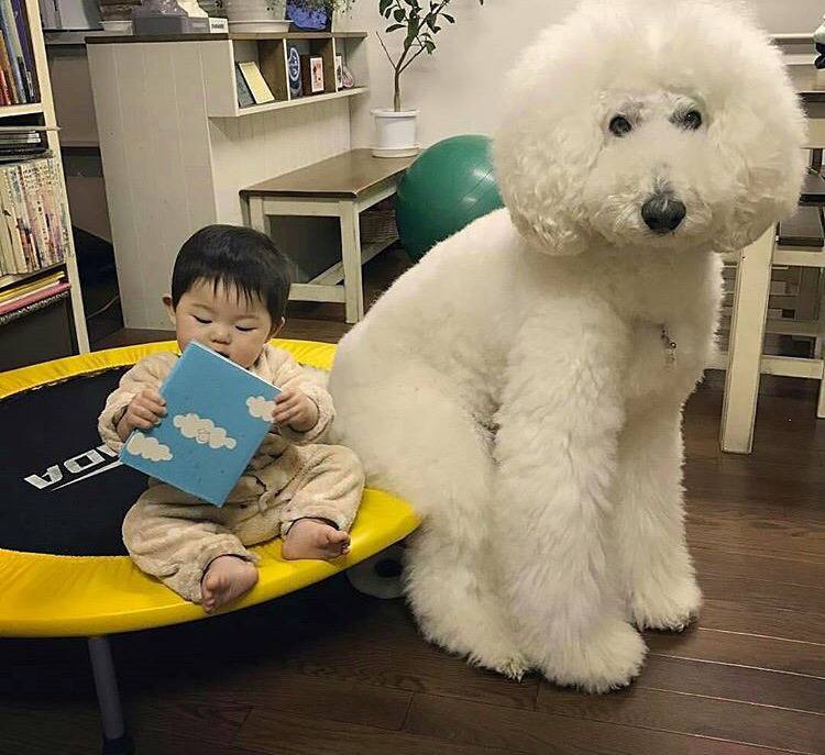 대형견의 매력❤️ (feat.성장과정) | 인스티즈