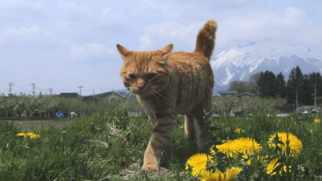 고양이 vs 강아지 | 인스티즈