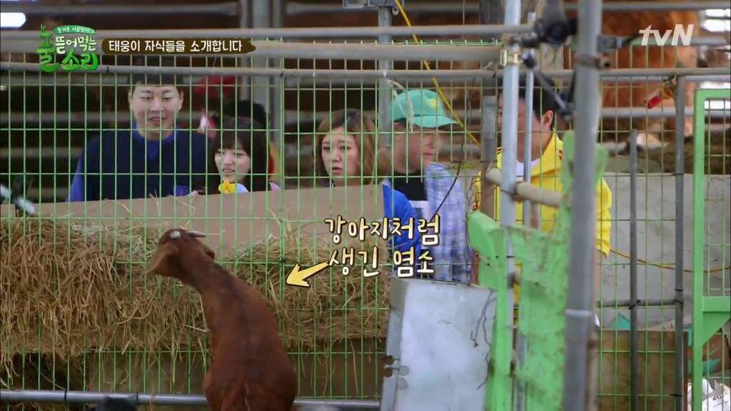 [풀뜯어먹는소리] 닭에서 시작해 소까지 살 수 있게 된 중딩농부 태웅.jpg | 인스티즈