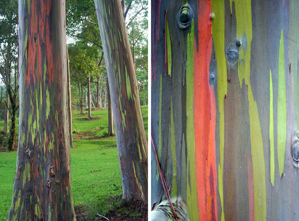 아름답고도 무서운 지구의 자연현상.jpg | 인스티즈