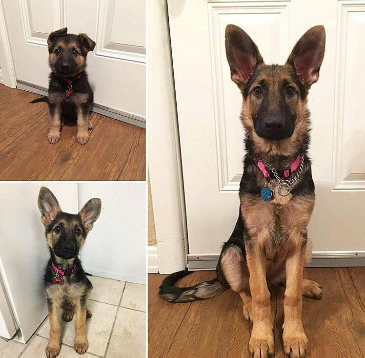 대형견의 매력❤️ (feat.성장과정) | 인스티즈