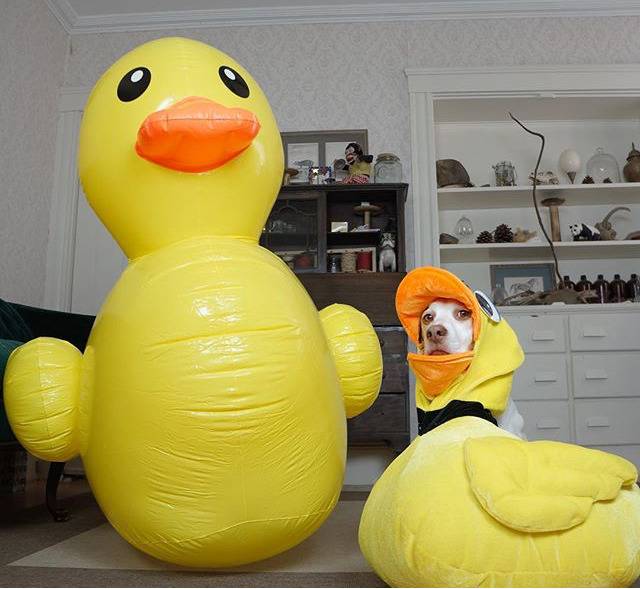 이상한 주인을 만난 멍뭉이 ‘메이모’ 일상.jpgif | 인스티즈