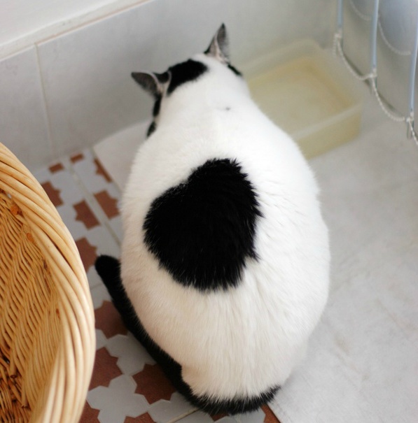 길에서 한번 쯤 마주쳤던 고양이 코 리 안 숏 헤 어! | 인스티즈