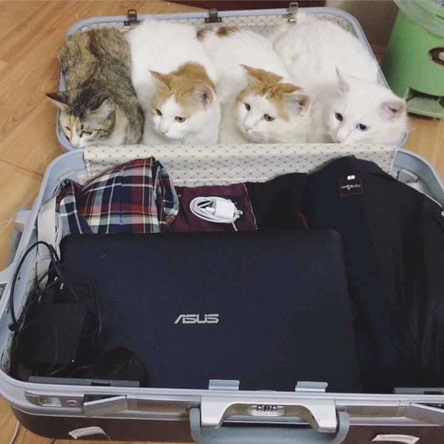 고양이 종특 | 인스티즈