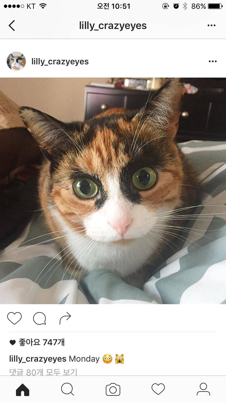 특이하게 생긴 고양이 | 인스티즈
