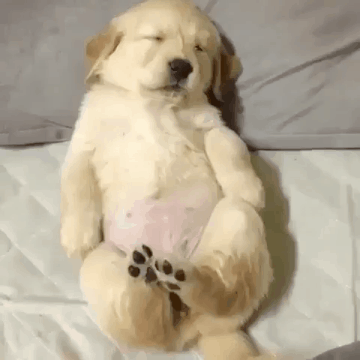 인절미 취침.gif | 인스티즈