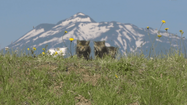고양이 vs 강아지 | 인스티즈